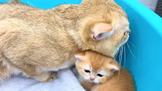 Dad cat warms up adopted kitten (cute meeting)