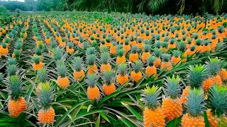 How Farmers Produce Millions of Delicious Pineapples - Harvesting and Processing - Pineapple Juice