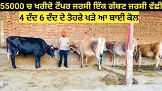 55000 ਚ ਖਰੀਦੋ ਸੱਜਣੋ 2 ਸੂਆ ਟੌਪਰ ਜਰਸੀ ਵੱਛੀ 6 ਦੰਦ ਇੱਕ 2 ਦੰਦ ਗੱਬਣ ਜਰਸੀ ਵੱਛੀ 3#ਜਰਸੀ ਇੱਕ 4 ਦੰਦ HF ਵੱਛੀ !!