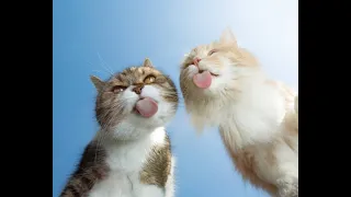 Cute Cat Funny Shorts Compilations 2022🤣|| Cat Videos😍🥰😘||  Funny animals Part 109 || Piggi World