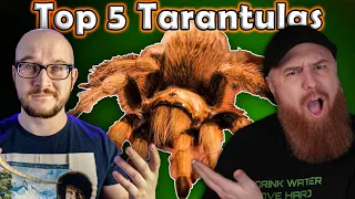 Top 5 BEST Tarantulas | Featuring The Tarantula Collective