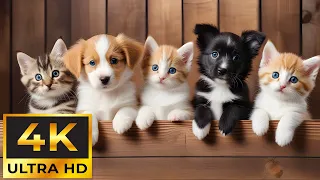 Baby Animals 4K - The Ultimate Compilation Of Cute Baby Animals Moments With Relaxing Music