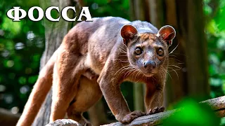 Fossa: Madagascar "lion" | Interesting facts about fossa