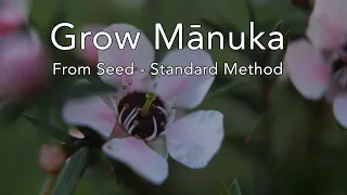 Grow Mānuka from seed: Standard Method
