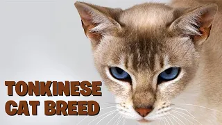 Unveiling the Tonkinese Cat Breed: A Comprehensive Guide