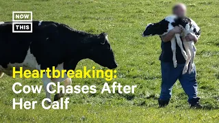 Farmer Separates Cow & Calf in Heartbreaking Footage