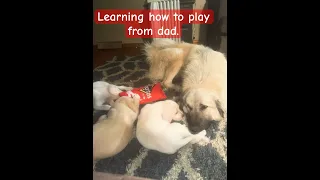 Playing puppies with papa #puppy #dog #doglover