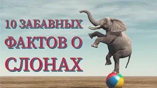 10 забавных фактов о слонах 🐘