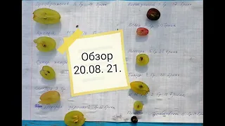 Виноград в Нижегородской области  обзор на 20 08 21