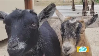 Kids Can Learn to Set Boundaries with Goats