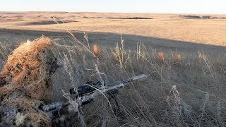 Learn how to call in Coyotes!  Predator Hunting SUPPRESSED: Dementia