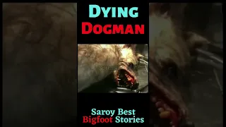 Dying Dogman Werewolf !!! 😨😨This can't be real???😥 #bigfoots testimony