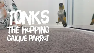 Tonks the Hopping Caique Parrot