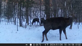 ТАЙГА  ПЯТНИСТЫЕ ОЛЕНИ