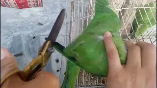 How To cut Ringneck parrot wings/parrot ki par kiesy Katy