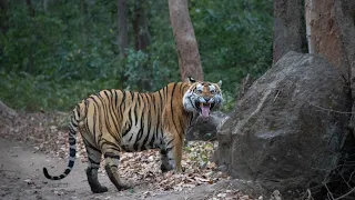 Tiger India Nationalpark Pench – Kanha – Bandhavgarh 🇮🇳