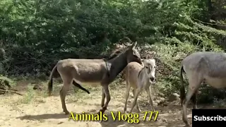 Female and male Donkeys and Donkey enjoy karte hue