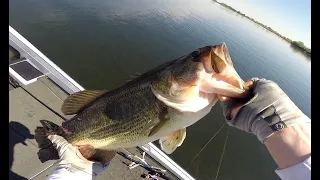 California Delta Bass Fishing (8 Pound Bass on Topwater)