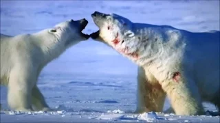 The world's largest polar bear fighting to the death