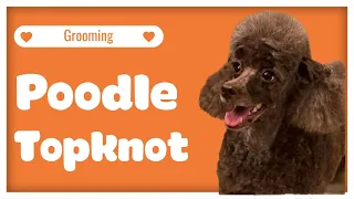 Poodle Topknot Trimming.