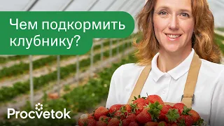 ЗАЦВЕТАЕТ КЛУБНИКА? УСПЕЙТЕ ПОДКОРМИТЬ ЕЕ ДЛЯ КРУПНЫХ И СЛАДКИХ ЯГОД! Лучшее удобрение для клубники