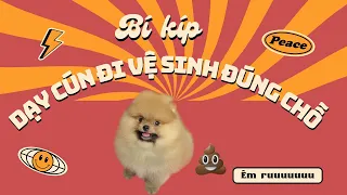 DẠY CHÓ ĐI VỆ SINH ĐÚNG CHỖ HIỆU QUẢ NHẤT | Bánh Bò Pomeranian Vlog #1