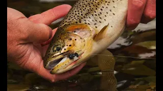 How to Match Your Tactics to a Specific Trout