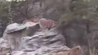 Male lion vs 2 male bengal tigers, lion wins