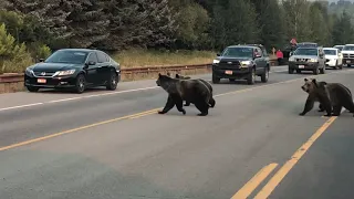 Grizzly 399 and cubs cross Highway 22 near Skyline Ranch.