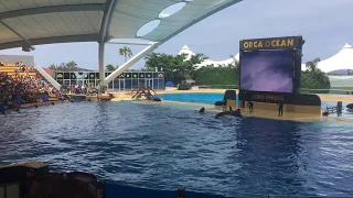 Loro Parque Orca-Ocean Show September 2017 Tenerife