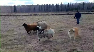 шотландская овчарка пасет  scottish shepherd grazing