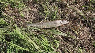 Рыбалка на щуку в устье ручья Лысмылькъюнко. Река Танью