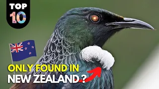 10 Animals ONLY Found in New Zealand 🇳🇿