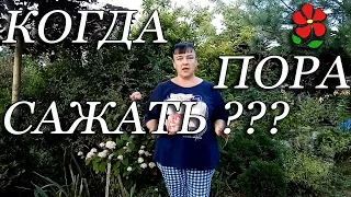 Сроки посадки (пересадки) растений. Когда пора сажать?