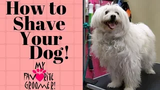 How to shave your dog