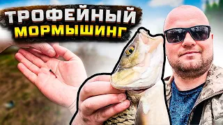 Крупный Лещ на мормышинг. Голавль на мормышинг на маленькой реке. Лещ на спиннинг.