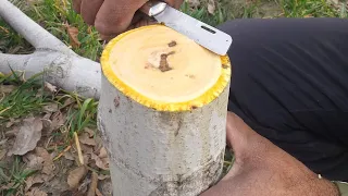 Walnut grafting || How to graft in Walnut🌰🌳 tree latest technique.