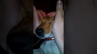 Собака любит массаж