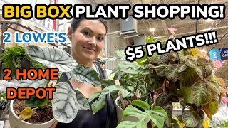 SO MANY $5 PLANTS! Big Box Plant Shopping & Houseplant Haul - Lowe's & Home Depot Indoor Plants