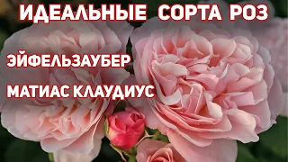 Роза Эйфельзаубер и Матиас Клаудиус - идеальные шрабы, долго держат цветок, на дождь не реагируют!