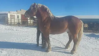 Советский тяжеловоз,,Рекорд,, 4года