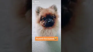 Звезда в шоке😂так он реагирует когда его ругают😁я здесь не причём 😇😇😇