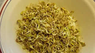 የአብሽ አዘገጃጀት (how to prepare fenugreek)