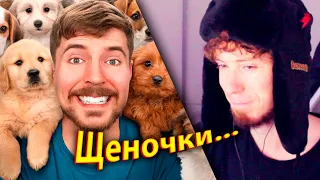 Я Спас 100 Брошенных Собак! | РЕАКЦИЯ на MrBeast!