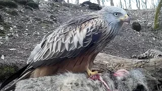 Red Kite and Common Buzzard eats a wildcat. Rotmilan u. Mäusebussard fressen Wildkatze