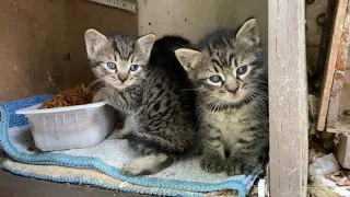 These Kittens living on the street are so beautiful that you will fall in love with them.