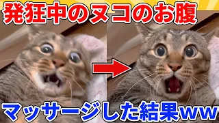 【2ch動物スレ】ブチギレ中のヌコのお腹をマッサージした結果ｗｗｗｗｗ