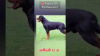Rottweiler Types: 5 Types Of Rottweilers - Which Type Of Rottweiler Is Best?