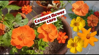 Cosmos flower|| How to grow and care cosmos in pot easily