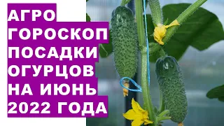 Агрогороскоп посадки огурцов в июне 2022 года